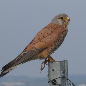 Common Kestrel