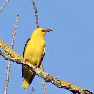 Eurasian Golden Oriole