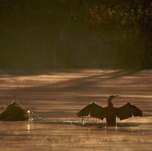 Great Cormorant