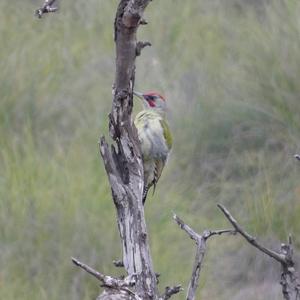 Eurasian Green Woodpecker