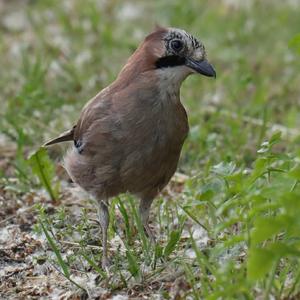 Eurasian Jay