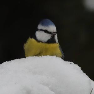 Blue Tit