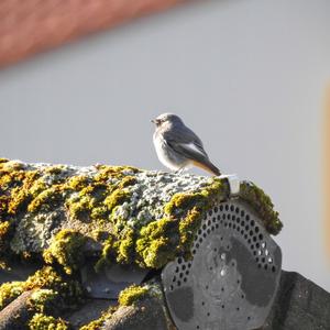 Black Redstart