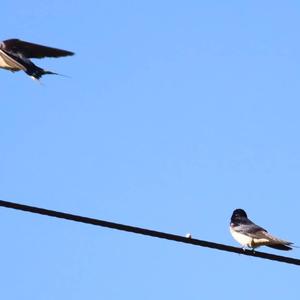 Barn Swallow