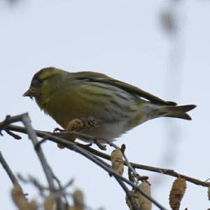 Eurasian Siskin