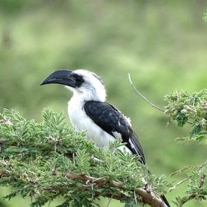 Von der Decken's Hornbill