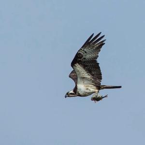 Osprey