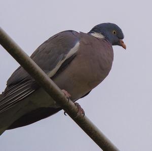 Common Wood-pigeon