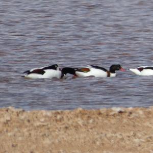 Common Shelduck