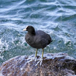 Bläßhuhn