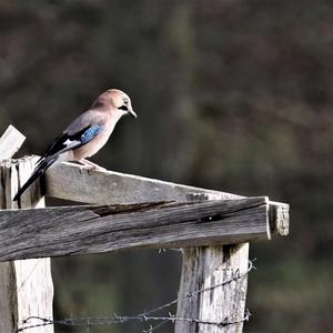 Eurasian Jay