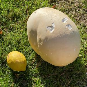 Giant Puffball