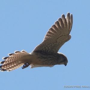 Common Kestrel