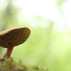 Red-cracked Bolete