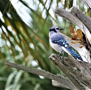 Blue Jay