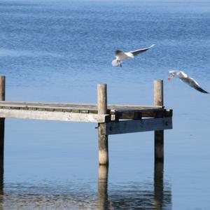 Black-headed Gull