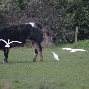 Cattle Egret