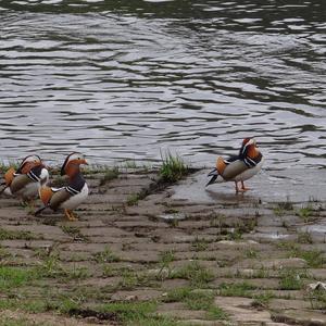 Mandarin Duck