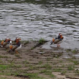 Mandarin Duck