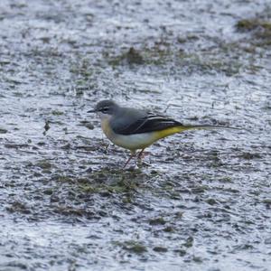 Grey Wagtail