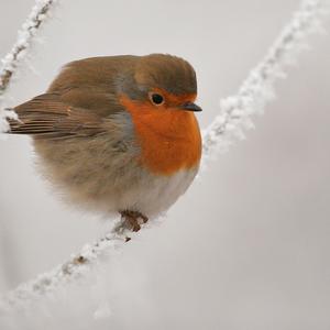 European Robin