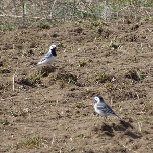 White Wagtail