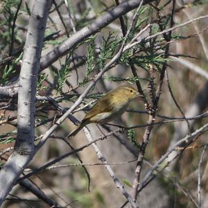 Common Chiffchaff