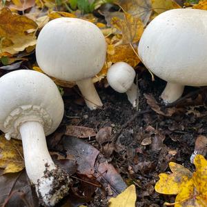 Yellow-foot Agaric