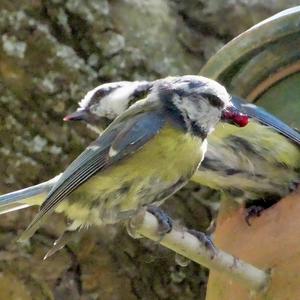 Blue Tit