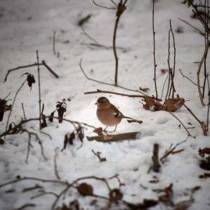 Eurasian Chaffinch