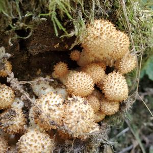 Scaly Pholiota