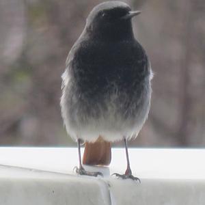 Black Redstart