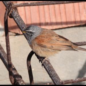 House Bunting