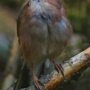 Eurasian Jay