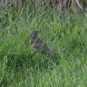 Song Thrush