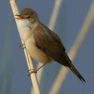 Eurasian Reed-warbler