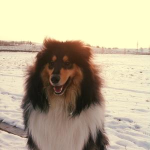 Rough Collie