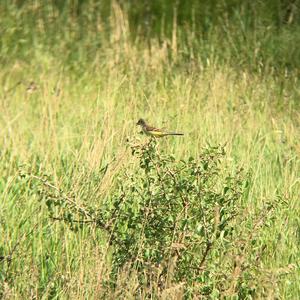 Yellow Wagtail