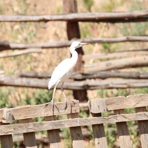 Cattle Egret