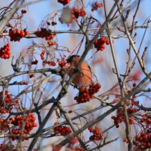 Eurasian Bullfinch