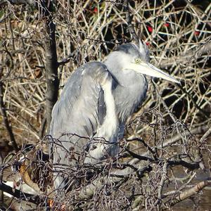 Grey Heron