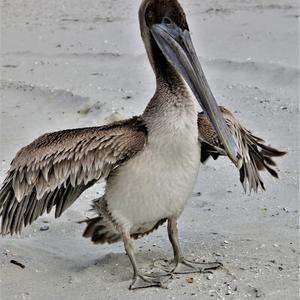 Brown Pelican