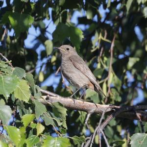 Black Redstart