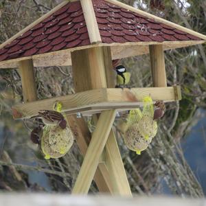 Great Tit