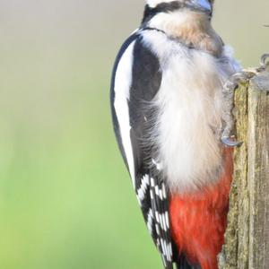 Great Spotted Woodpecker