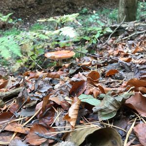 Fly Agaric