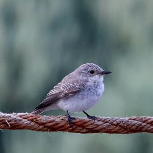 Spotted Flycatcher