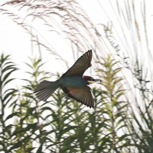 European Bee-eater