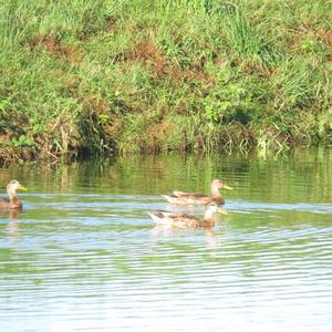 Mallard