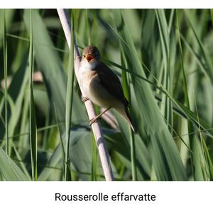 Eurasian Reed-warbler